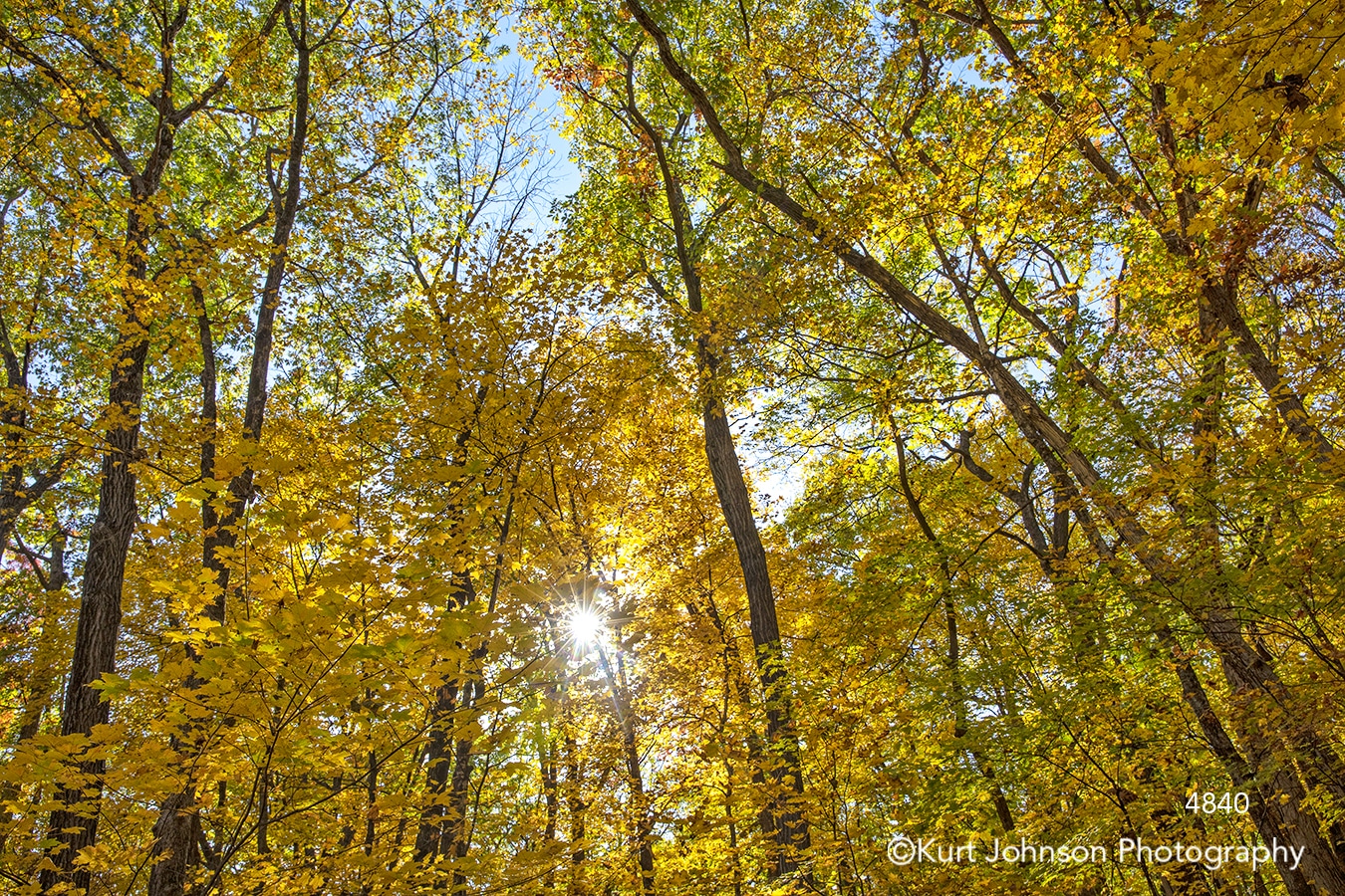 yellow orange autumn fall trees leaves landscape healing nature forest peaceful sunflare