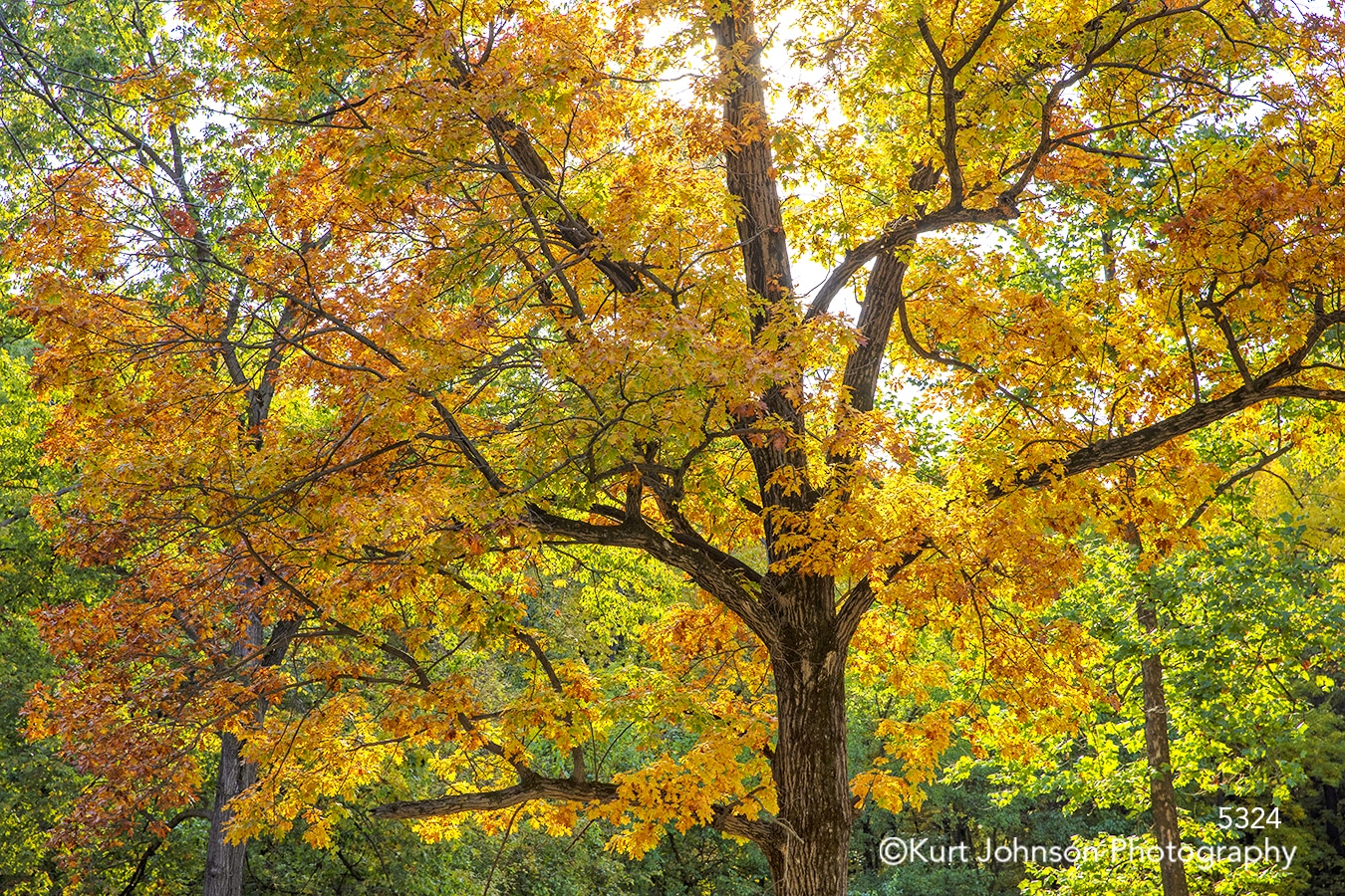 tree autumn yellow orange green trees fall color forest leaves branches