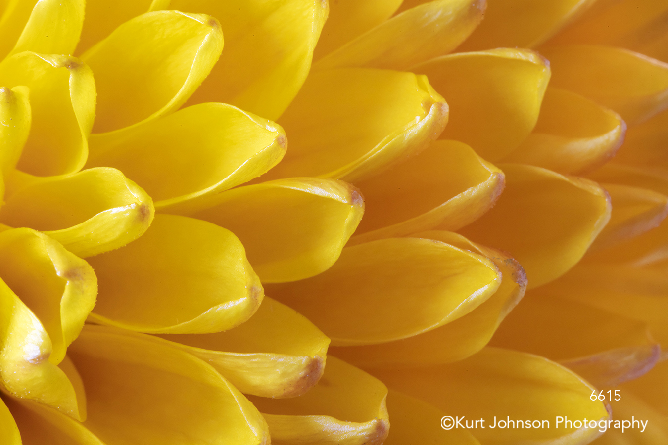 yellow flower pattern texture detail close up macro flowers lines petals