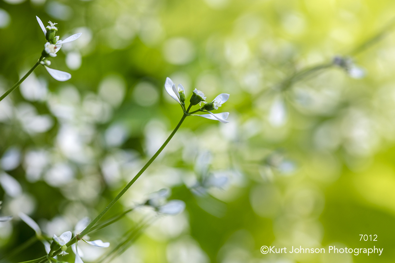 white flower petals flowers green grass wildflowers prairie close up macro detail spring summer