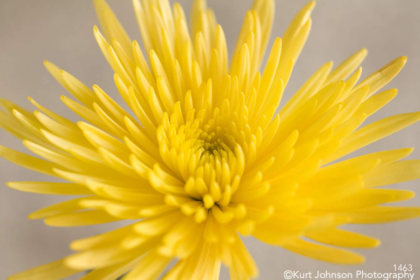 yellow gray flower close up macro detail flowers petal petals botanical pantone 2021 color of the year