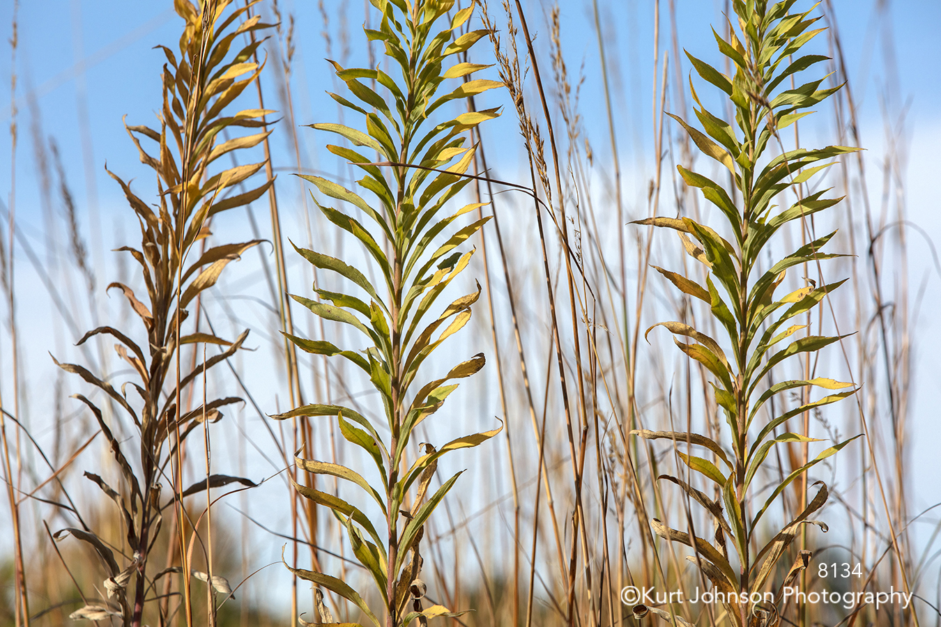 green brown grass grasses leaves pattern lines texture blue sky close up detail macro