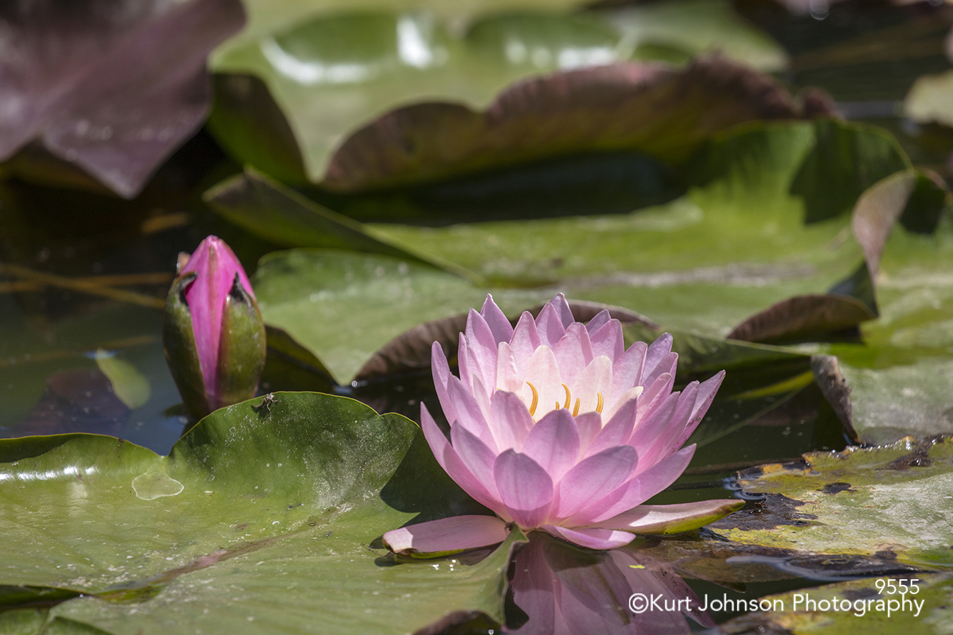 green leaves pink lily pad flower flowers petals water bloom pond blossom