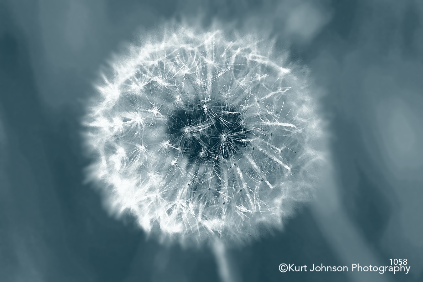 dandelion close up modern detail flower texture 