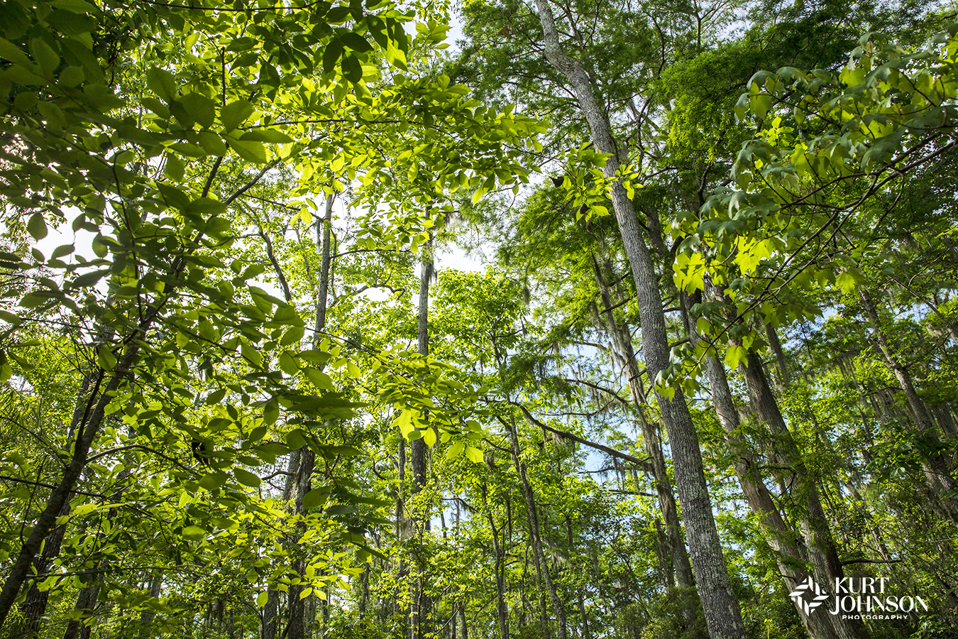 green trees healing forest forest bathing healing landscape nature images photography