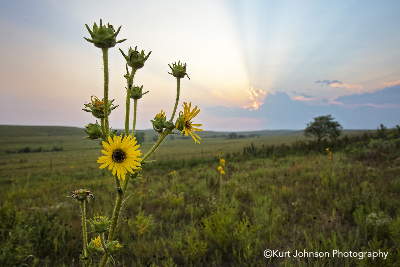 Bringing the Healing Power of the Kansas Landscape to Healthcare Environments - Kurt Johnson 