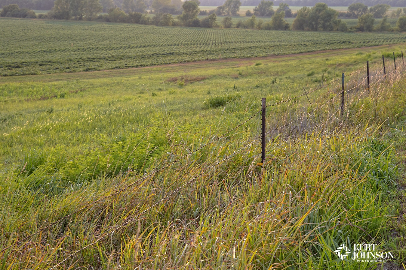 Kansas nature photography featuring the colorful tall native grasses that fill the vast plains of the open Kansas landscape as sunlight softly illuminates this beautiful farmland.