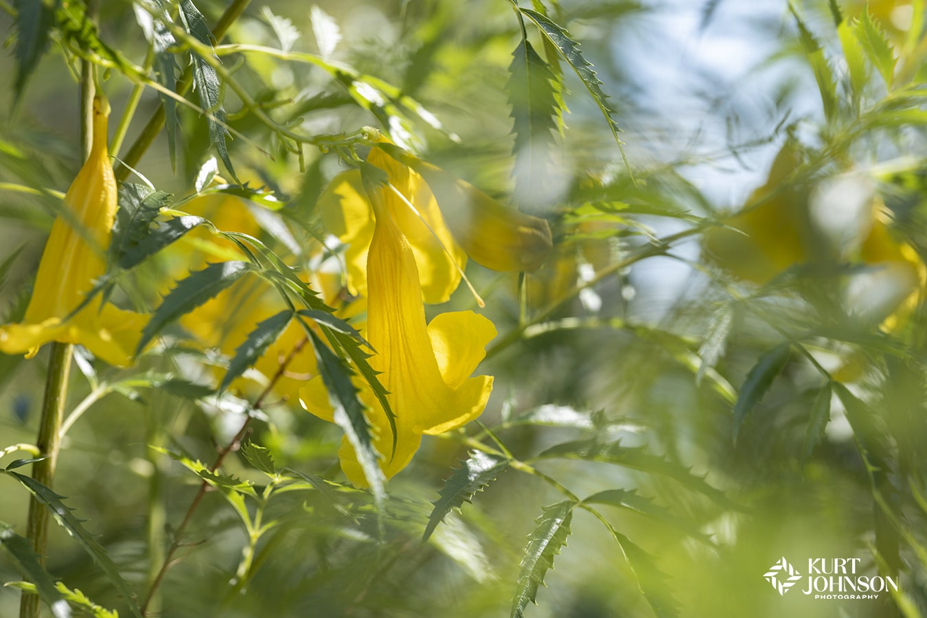 Bright yellow flowers are barely visible through a dreamy blurred group of bright green leaves in this hidden spot of Austin Texas. 