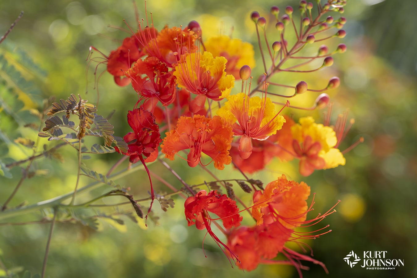 A unique flower growing in Austin Texas shifts from gradients of red to orange and yellow with thin strands extending from its center.