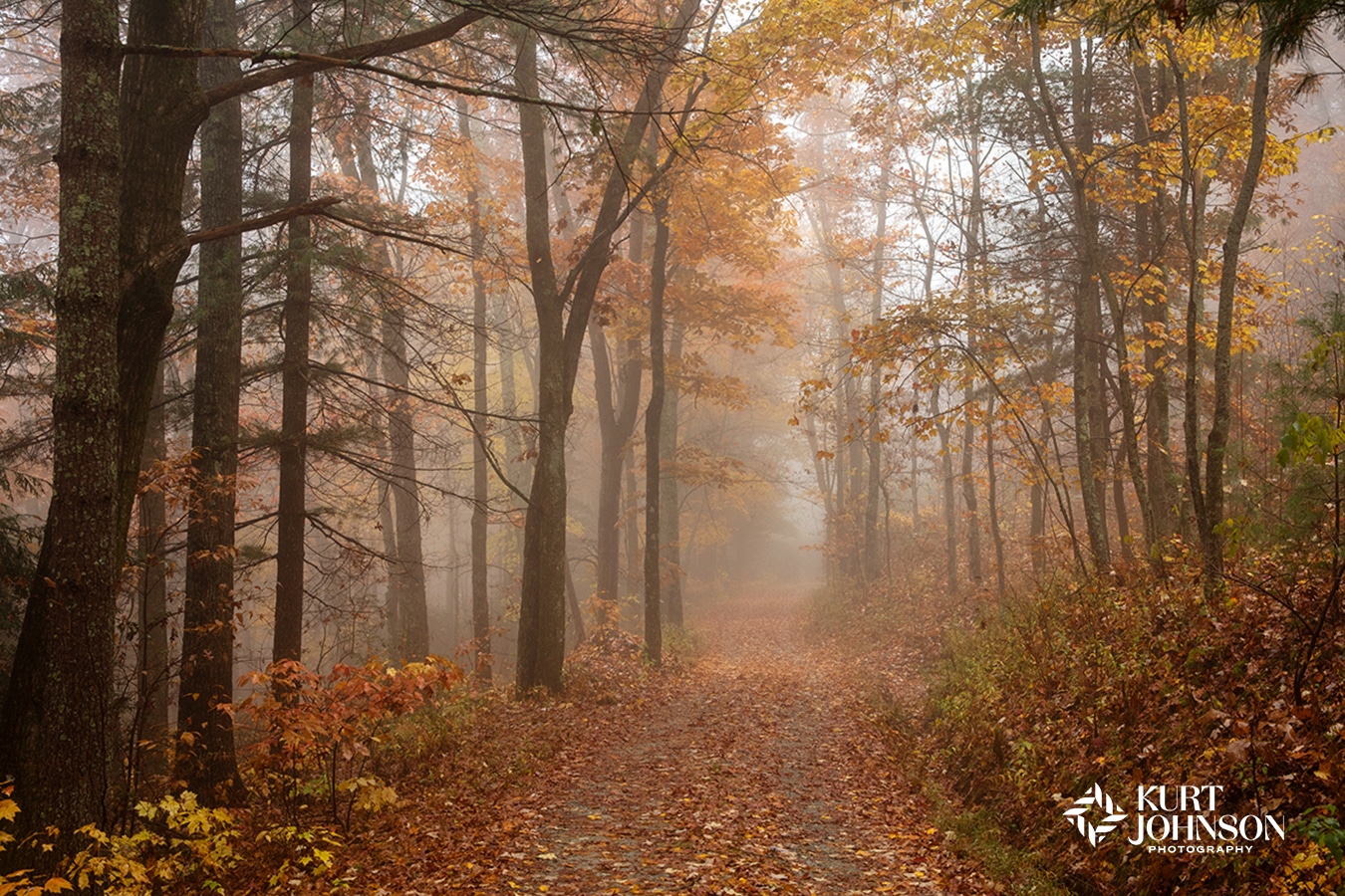 Georgia nature photography foggy autumn forest dirt road with fall colored leaves and tall trees