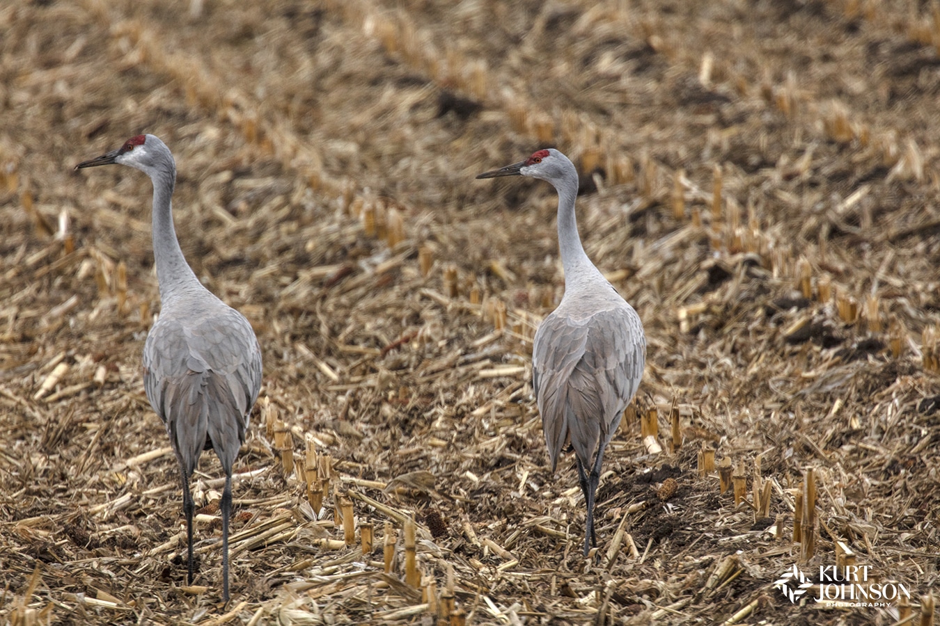 Sandhill Crane  National Geographic