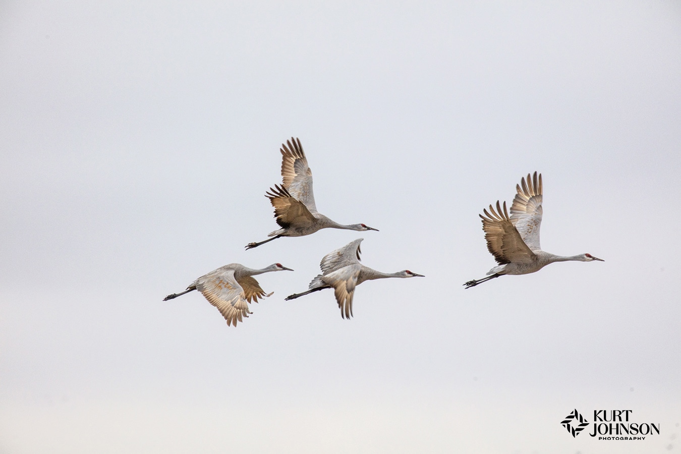 Majestic Migration: Sandhill Cranes