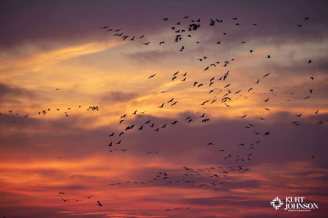 A large group of sandhill cranes fly across a purple and pink sunset during their annual spring migration over the Platte River in Nebraska.