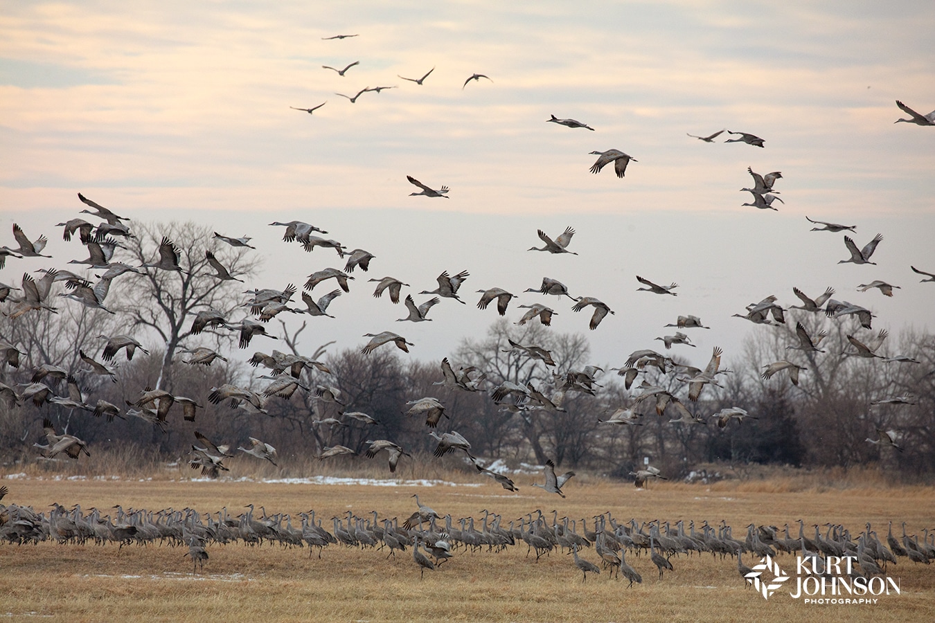 Thousands of sandhill cranes gather in an open field between Grand Island and Kearney, Nebraska, grazing on the remnants of last autumn's crops as they make their way north to their breeding grounds in Alaska, Canada, and eastern Siberia.  