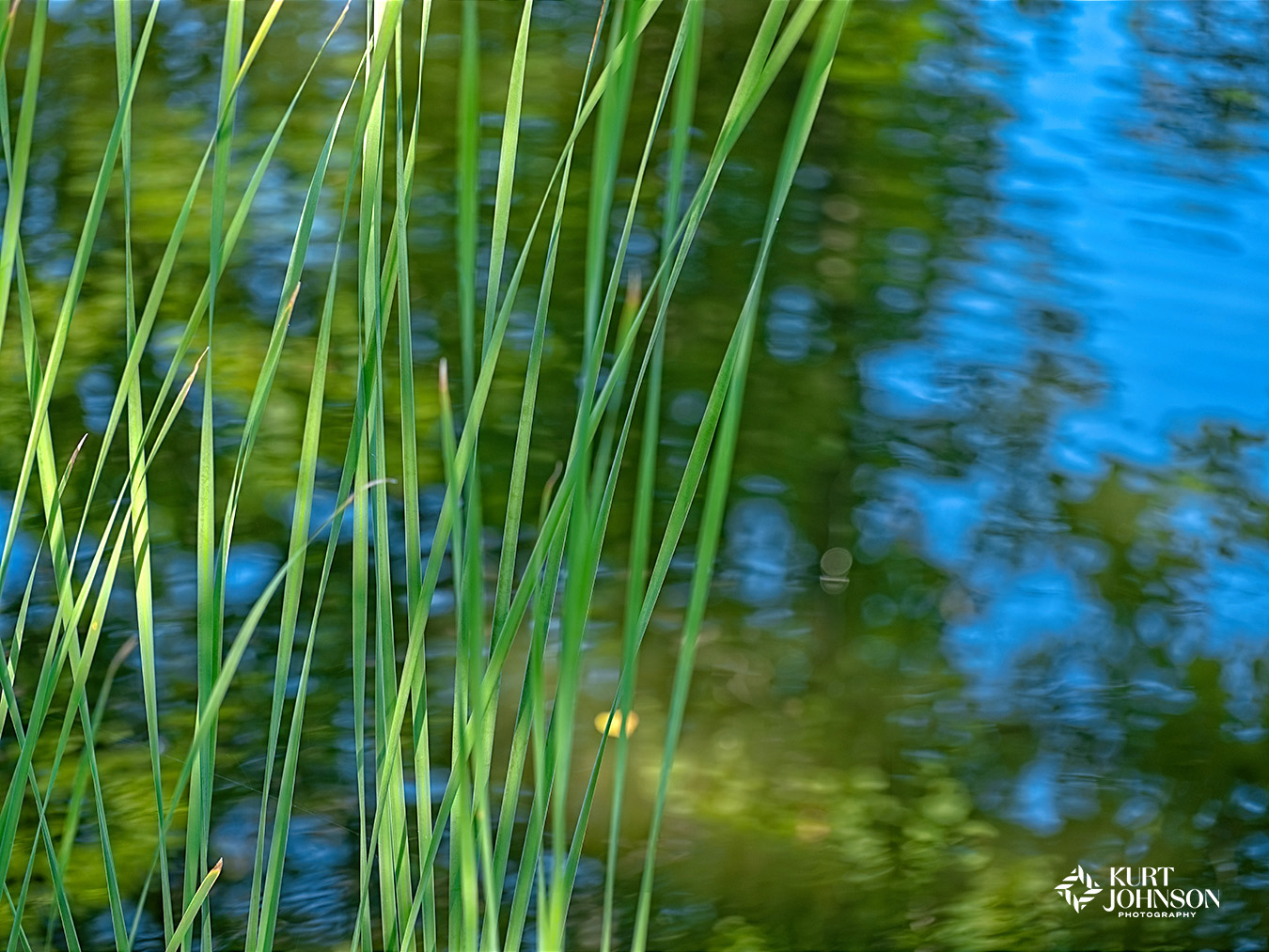 Tall thin green grasses bloom along the edge of this soothing reflective image making it the perfect image for hospitals and healthcare environments. 