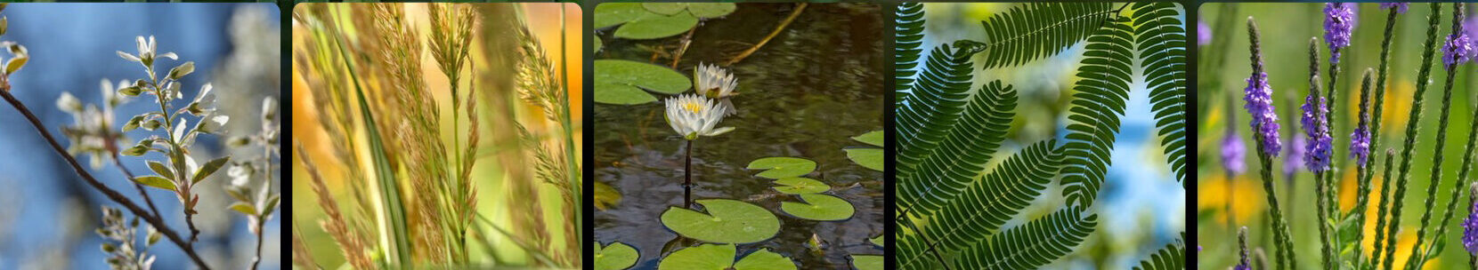 The top healthcare art images for the past year including nature's blues and greens of calming water, soothing grasses and close-up photographs of leaves, flowers, and flowering branches.