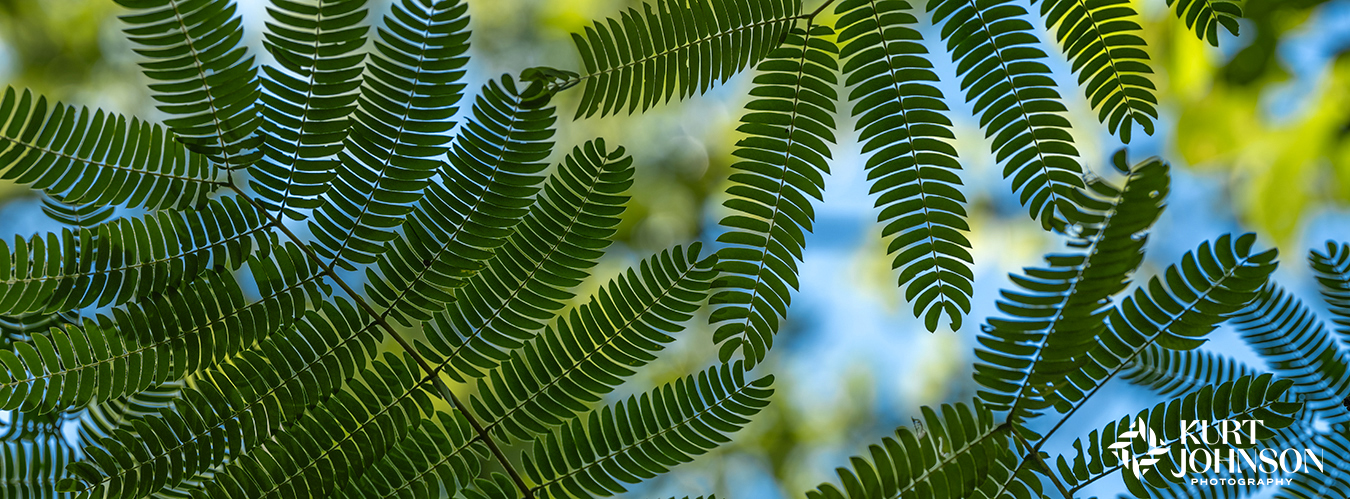 Nature's green fractal patterns create soothing subjects down the corridors of hospitals and medical office buildings. 