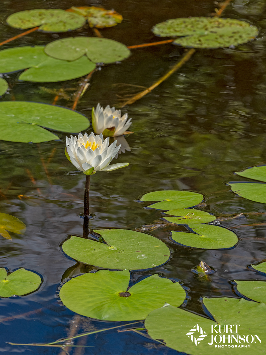 A beautiful white water lily emerges from the ripples of a peaceful pond surrounded by green lilypads in this serene scene. 