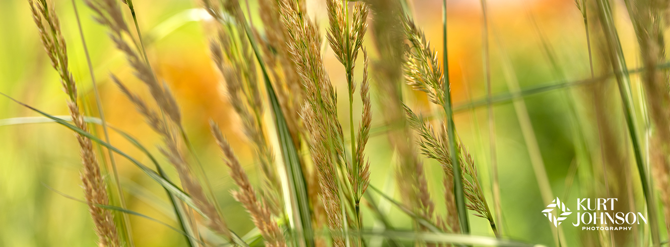 Soft sunligh hits the stems of feathery golden grasses which are captioned in motion in this healing nature photograph.