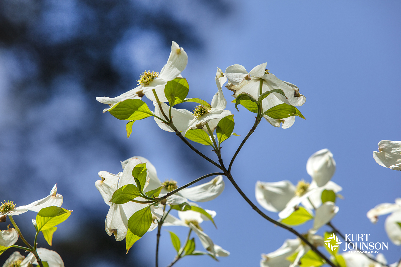 The white blooms of a flowering springtime tree adds a cheery vibe to sterile healthcare facilities. 