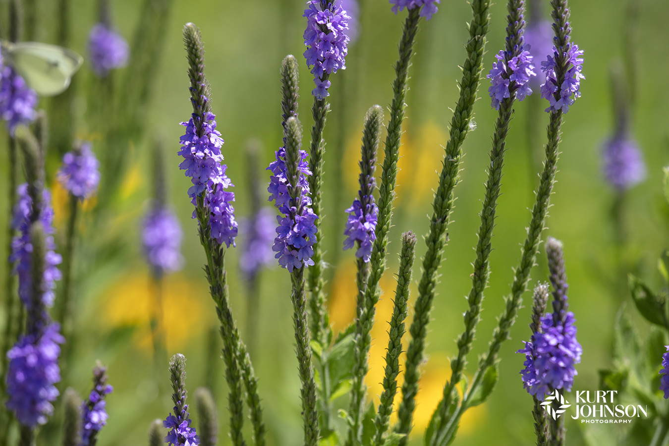 A close up of green wildflowers bloom among a field of yellow and green in this verdant nature image. 