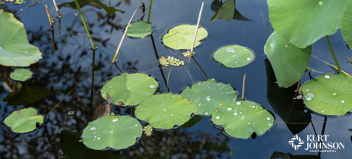 Green lily pads float on reflective dark blue water in this peaceful water image chosen as one of the top healthcare photographs for 2025. 