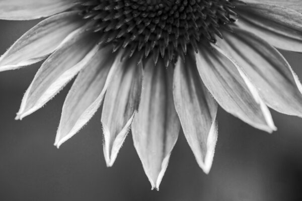 0025-2-BW
