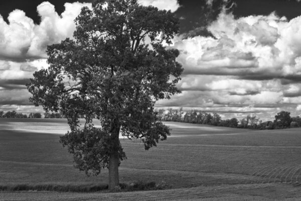 0028-BW