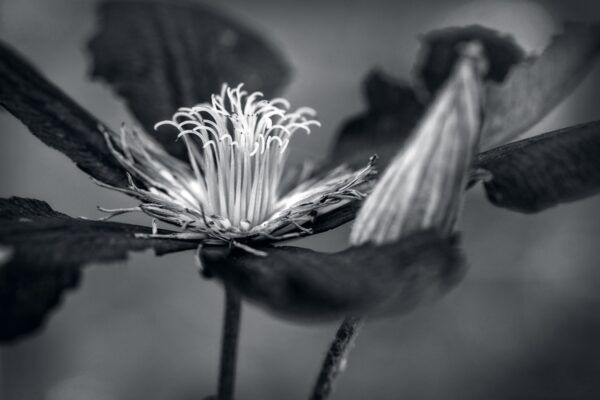 0053-BW