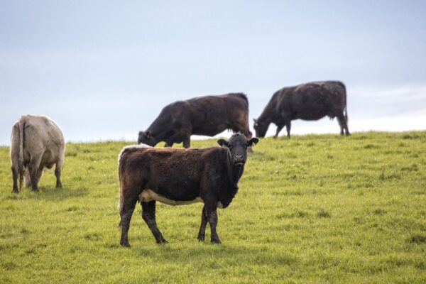 0177-2