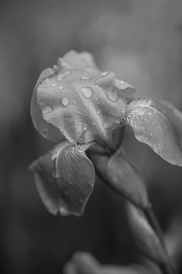 0270-BW
