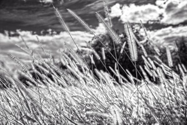 0361-BW