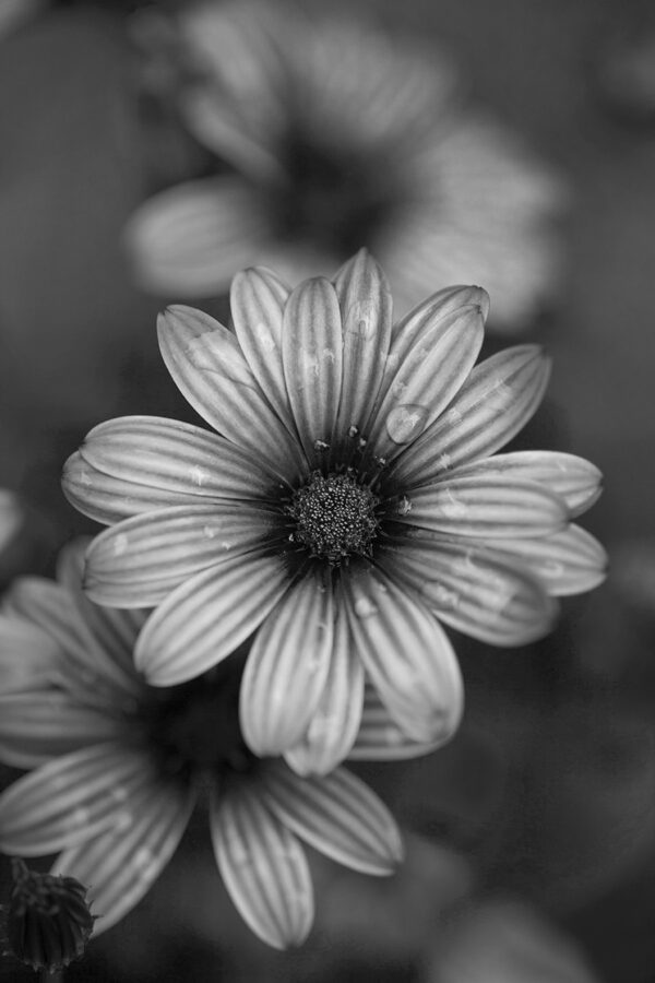0371-BW