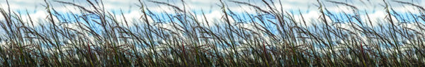 0596 Pan