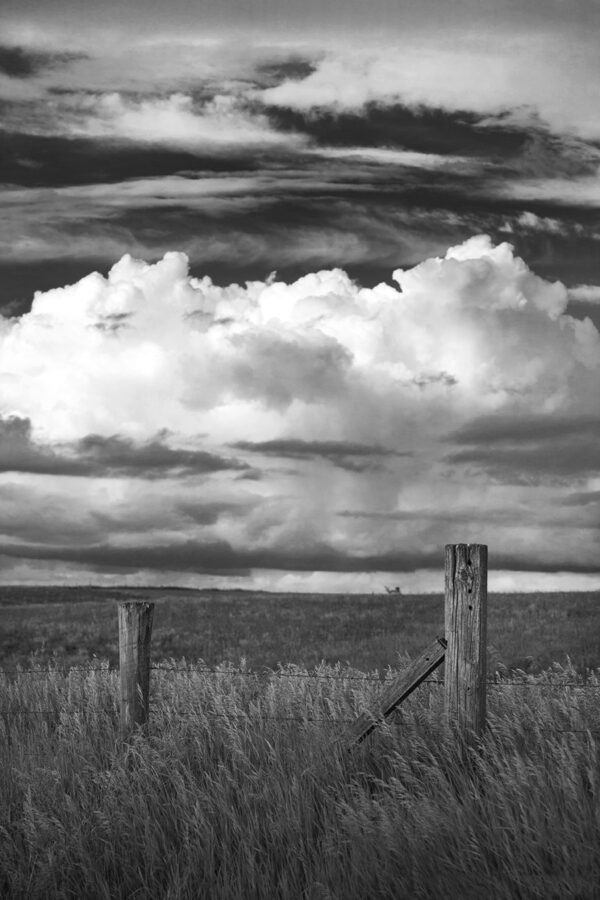 1159-BW