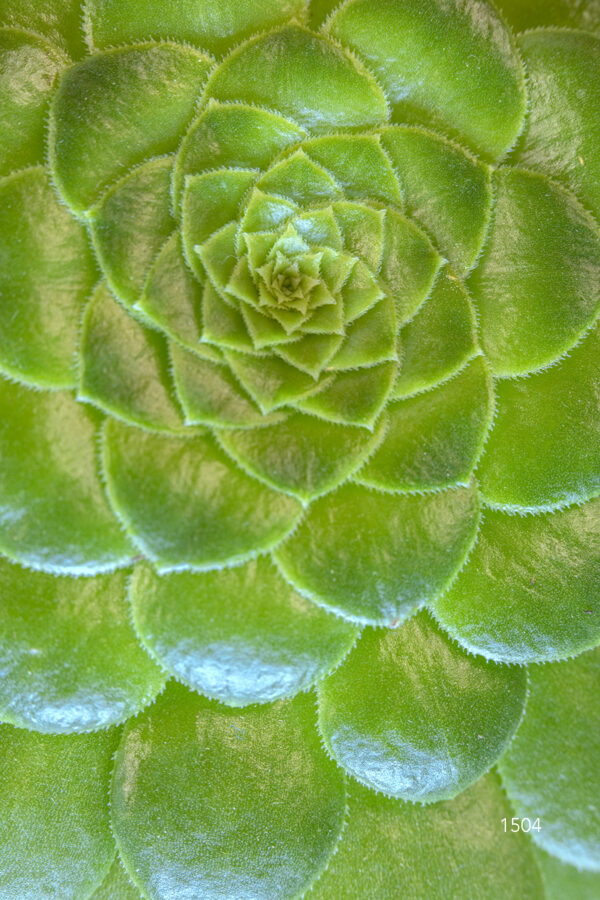 1504
