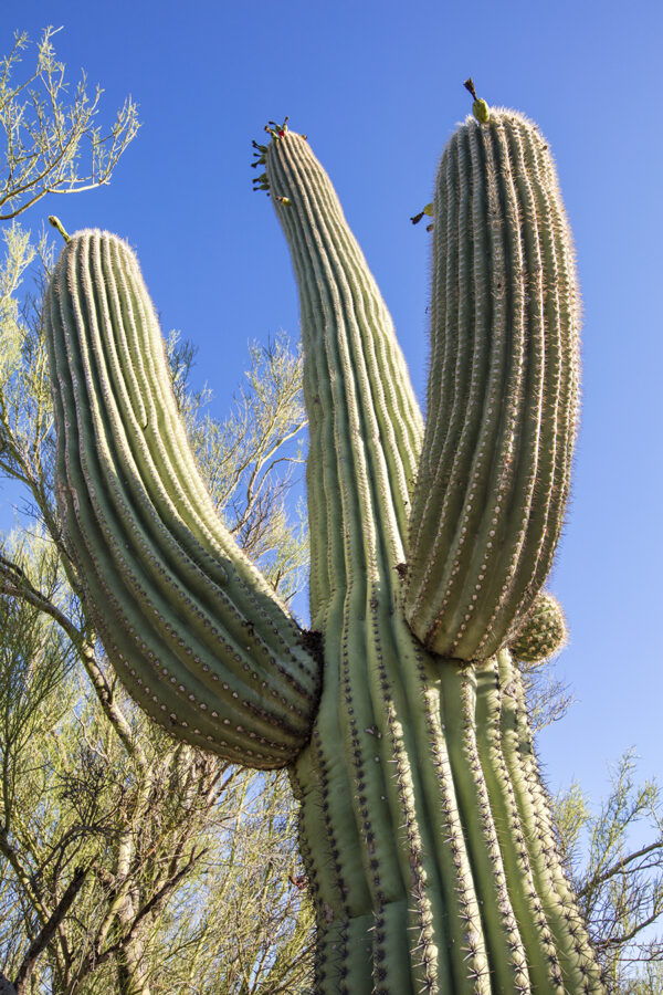 1546