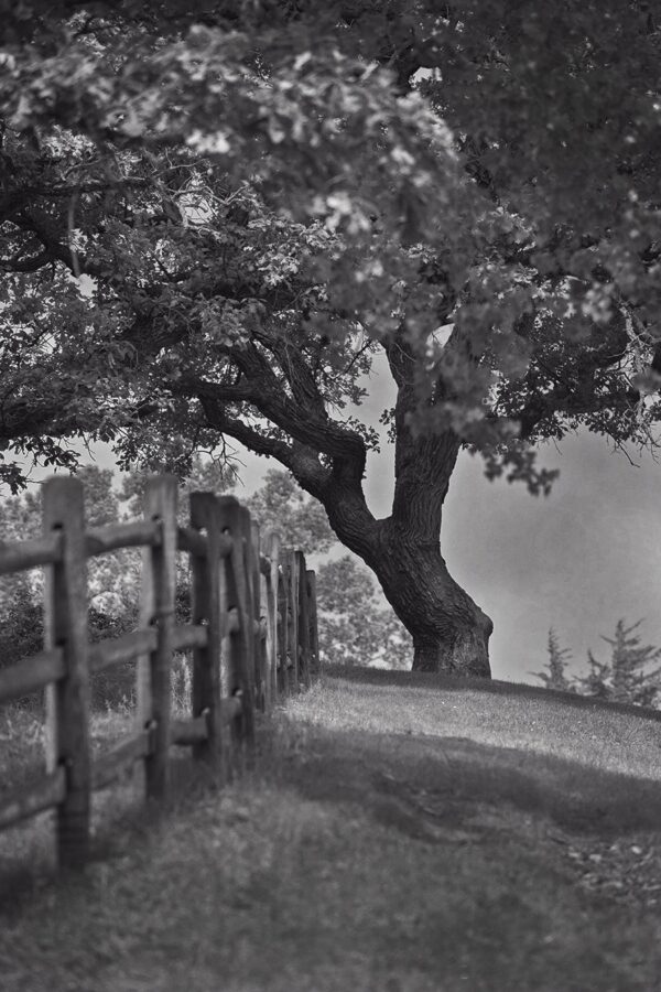 1563-BW