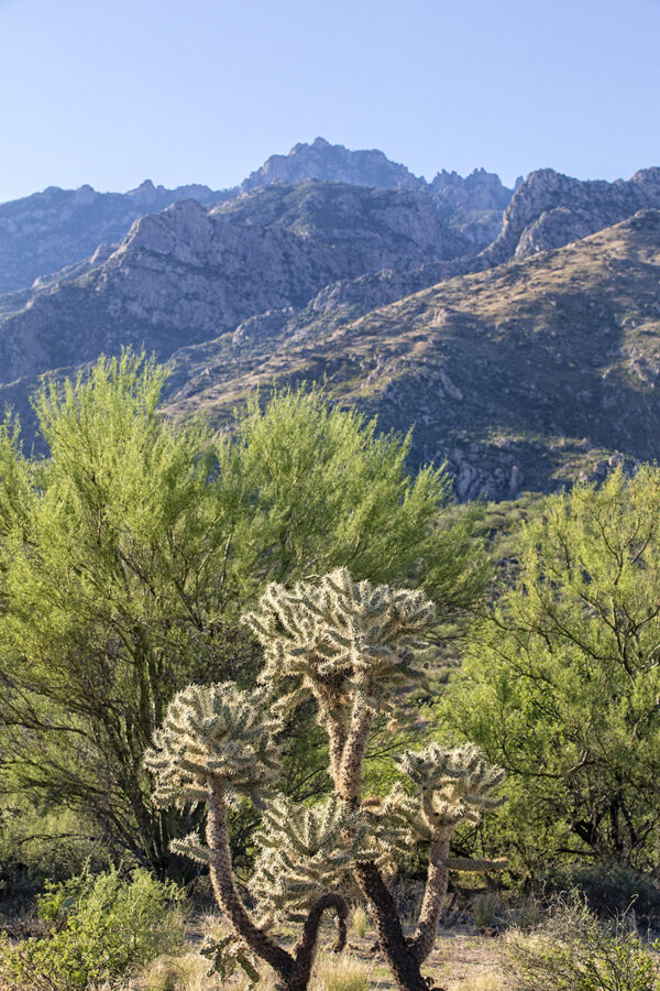 1579