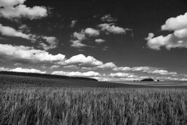 3083-BW