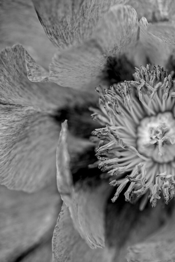 3167-BW