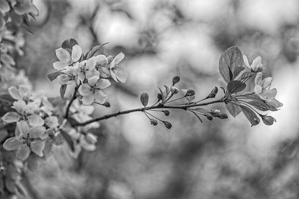 3198-BW