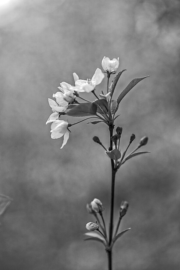 3208-BW