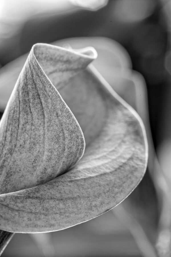 3425-BW