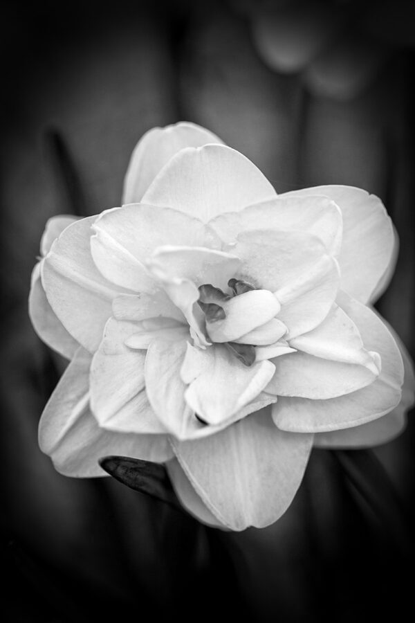 3563-BW
