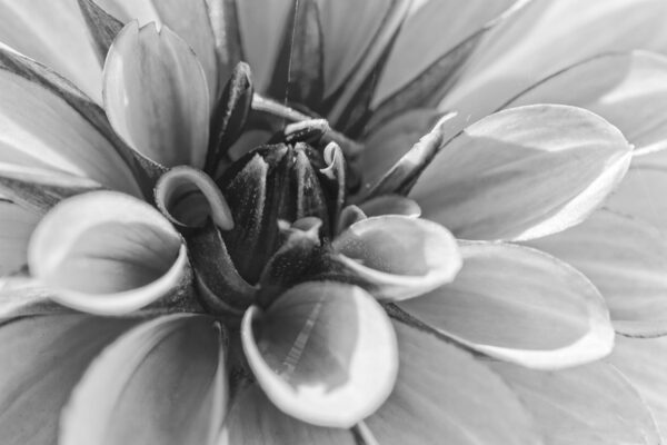 3750-BW