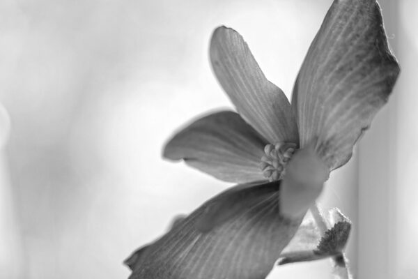 3951-BW