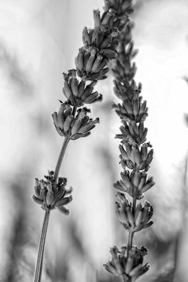 4015-BW