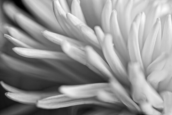 4181-BW