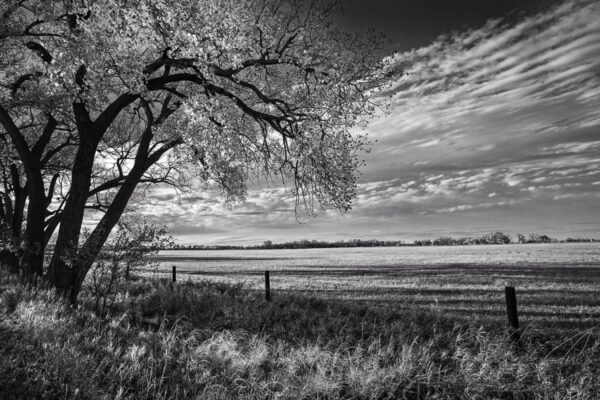 4369-BW